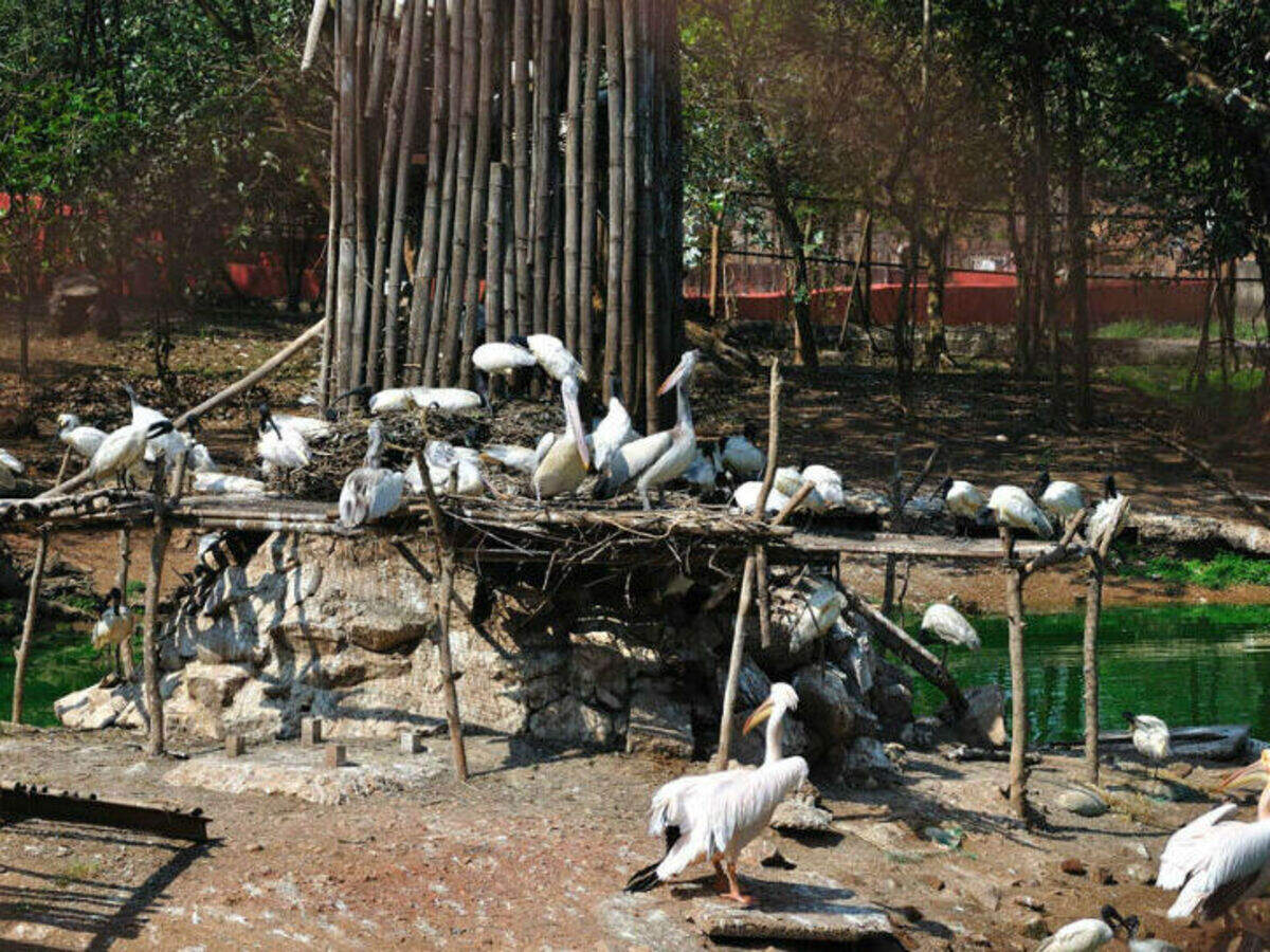 Nandankanan Zoological Park nandankanan-zoological-park