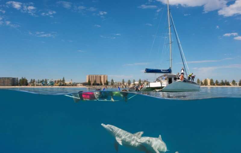 1. Swimming with the Dolphins