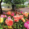 Article image for: Delhi: Garden of Five Senses all decked up to host Garden Tourism Festival