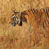 Article image for: See the latest photos of <i class="tbold">kanha</i>