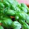 Article image for: <i class="tbold">basil</i>