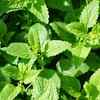 Peppermint