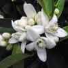 Neroli