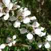 Tea Tree