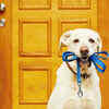 ​Walking your dog