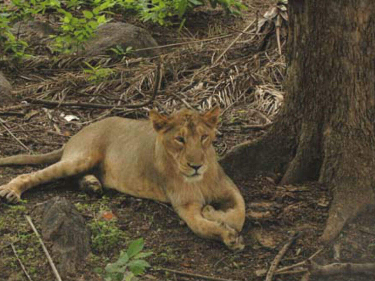 Nehru Zoological Park | Zoo in Hyderabad | Times of India Travel