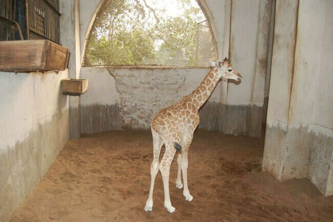 Alipore Zoological Garden