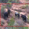 Article image for: Watch: Elephants damage standing crops in Tamil Nadu village