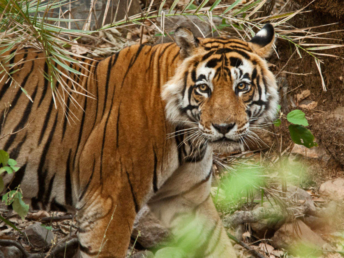 Sariska National Park