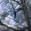 Ajith doing pull-ups on a tree