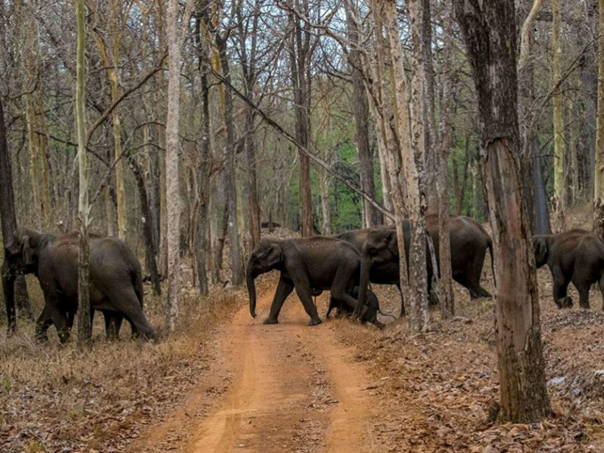 Bhadra Wildlife Sanctuary, Chikmagalur - Times of India Travel