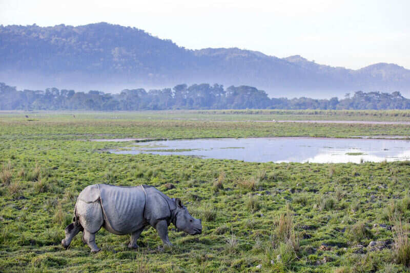 Kaziranga
