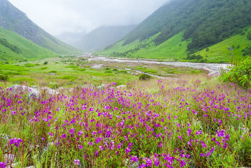 Nanda Devi and Valley of Flowers National Parks Uttarakhand
