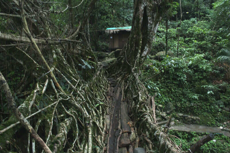Discovering the undiscovered: a complete guide to visiting the living root bridges in Meghalaya