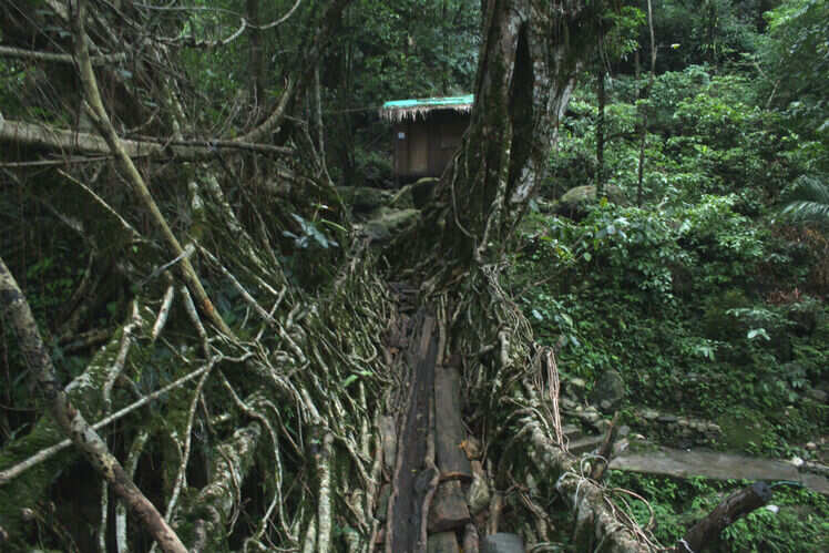 Discovering the undiscovered: a complete guide to visiting the living root bridges in Meghalaya