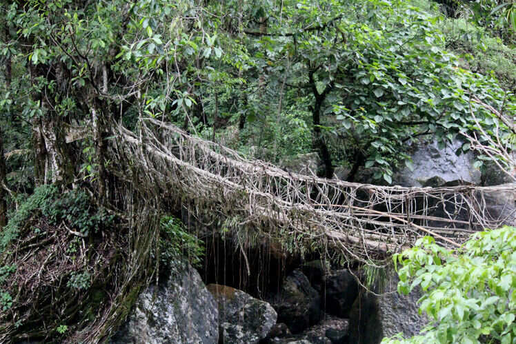 Discovering the undiscovered: a complete guide to visiting the living root bridges in Meghalaya