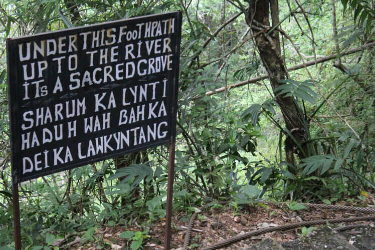 Discovering the undiscovered: a complete guide to visiting the living root bridges in Meghalaya