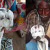 Article image for: 'Miracle' sheep born with 2 heads and 4 eyes in Karnataka