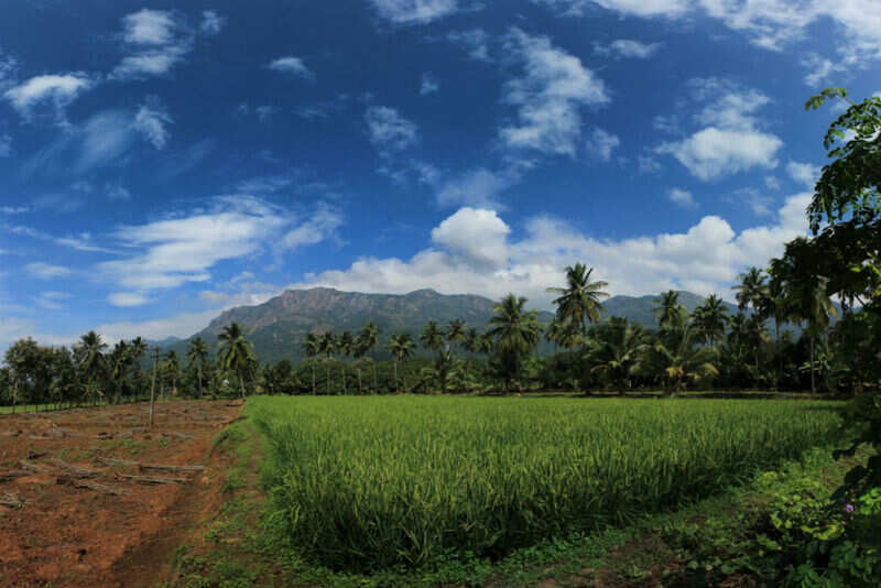 My_beautiful_farm_near_kolli_hills