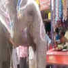 Article image for: An Elephant in Madhya Pradesh takes a stroll everyday to get its favourite ‘paan’
