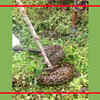 Article image for: 20-ft-long live python found at Longview tea estate in Darjeeling