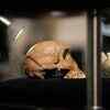 Article image for: Homo sapiens 100 000 years older than thought: Studies