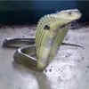Article image for: Odisha: Cobra rescued from premises of Baripada court