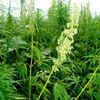 Hemp seeds