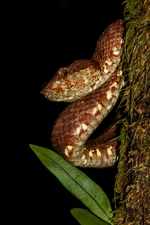 First of its kind Exhibition on Malabar Pit Viper