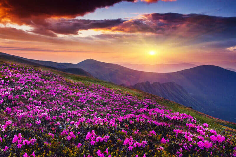 Valley of flowers