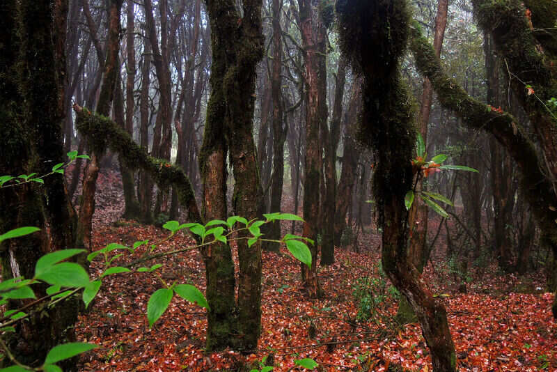 Barsey_forest_floor_covered_in_Rhododendron
