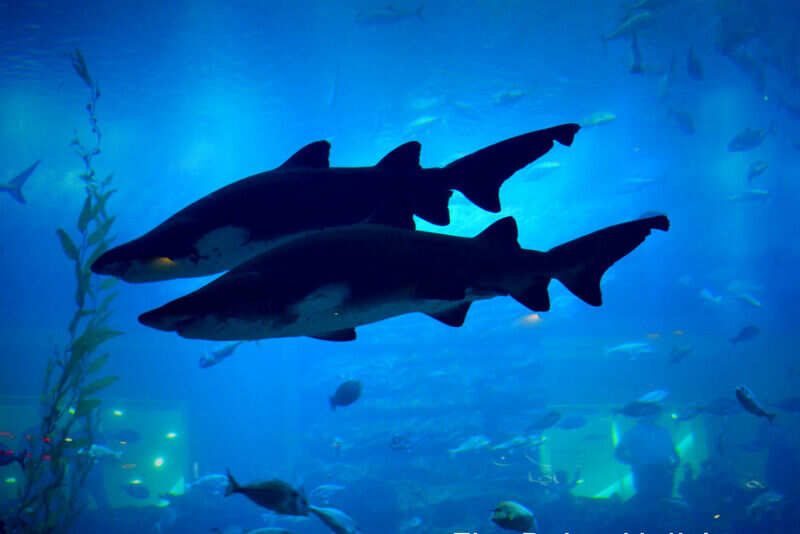 Baby_sharks