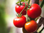 Try these easily available tomato alternatives