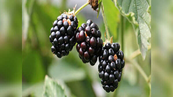 Blackberries