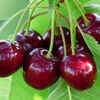 ​Cherry