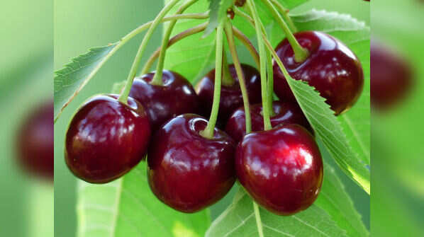 Cherry