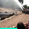 Article image for: Firefighters help elephants beat the heat at Oakland Zoo