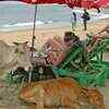 Even our cows take sunbath