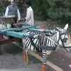 We have Zebras to do Donkey work