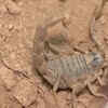 Article image for: Scientists develop machine that milks <i class="tbold">scorpions</i>