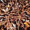 Devotees form a human pyramid during celebrations to mark the festival of Janmashtami in Mumbai, August 15, 2017, The festival marks the birth of Hindu god Krishna and the act seeks to reenact the story of Lord Krishna stealing butter during his childhood. (Photographs by SL Shanth Kumar)