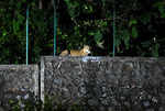 Leopard comes calling at residential complex in Mumbai