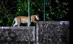 Leopard comes calling at residential complex in Mumbai