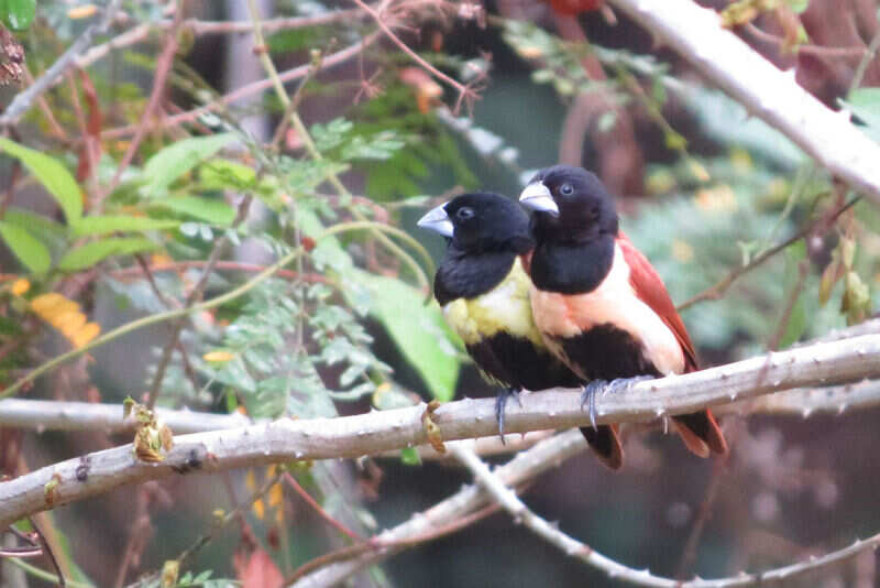 Thattekad Bird Sanctuary