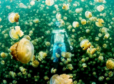 A swim with jellyfishes