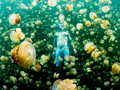 A swim with jellyfishes