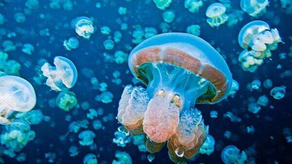 A swim with jellyfishes A swim with jellyfishes
