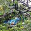 A tree crashed on a car
