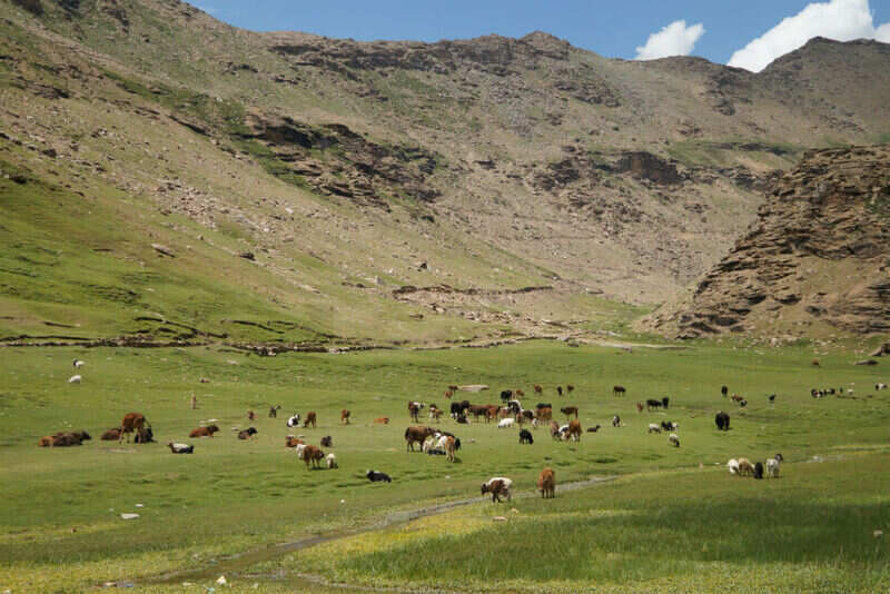 Plains of Ladakh