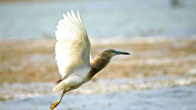 Places to visit in India to spot migratory birds